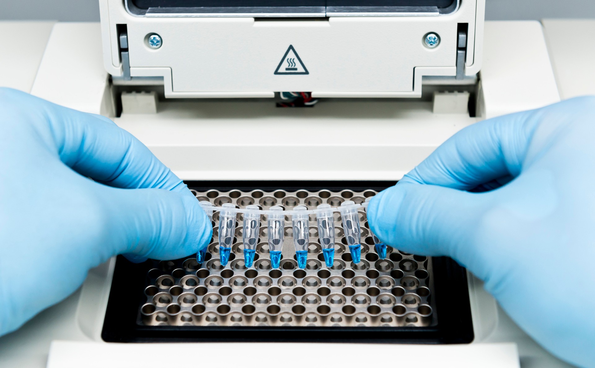 Scientist puts PCR tube strips on the thermal cycler to DNA and RNA amplification